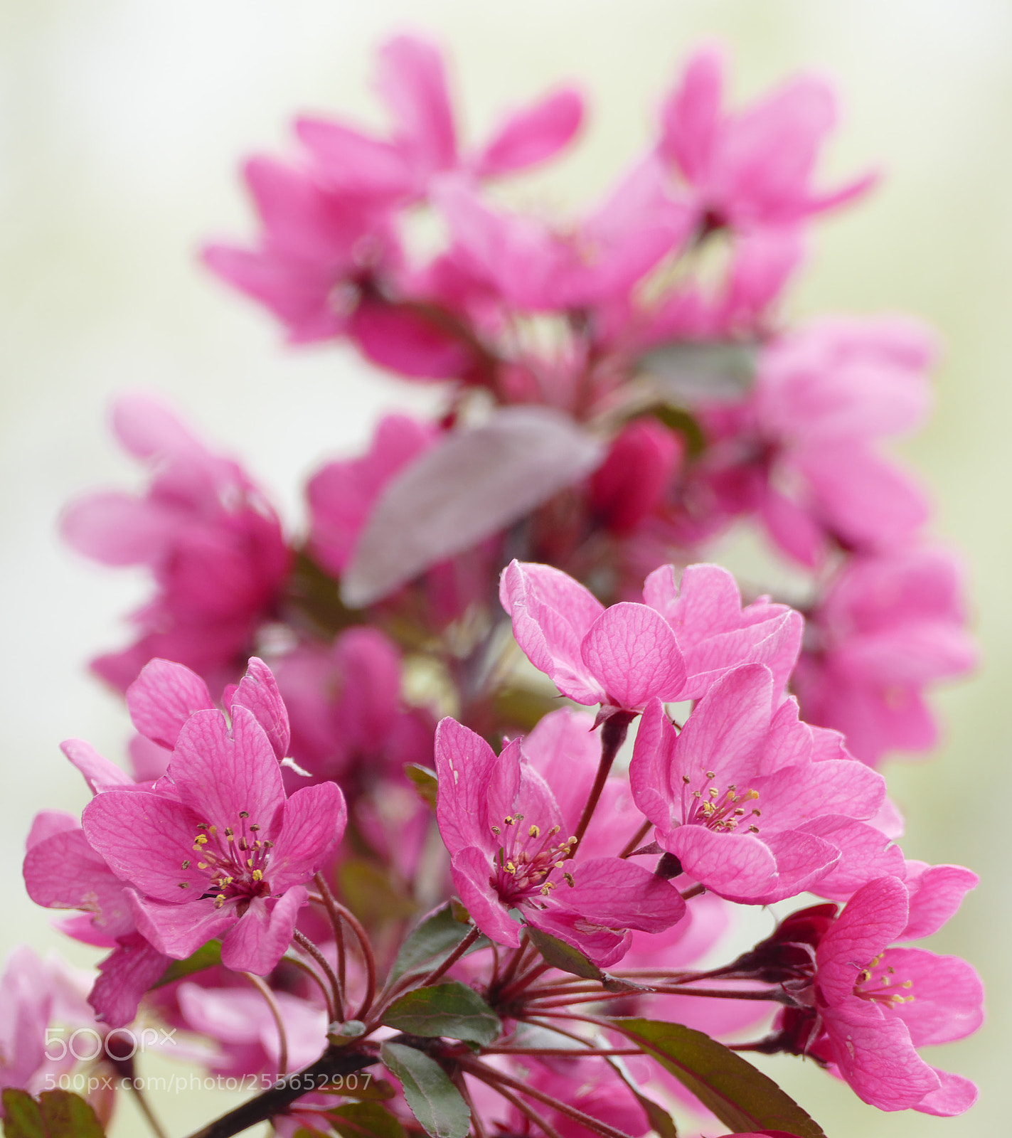 Panasonic Lumix DMC-FZ1000 sample photo. Pink blossom rides again photography