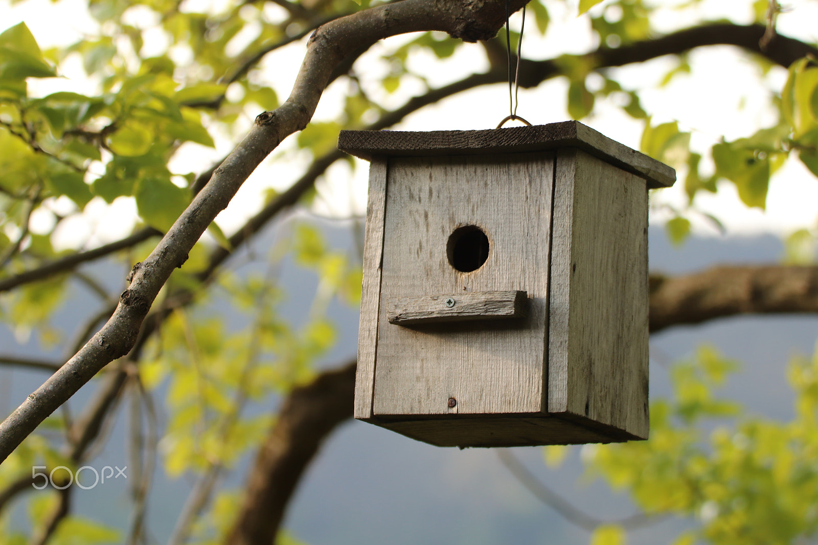 Canon EOS 200D (EOS Rebel SL2 / EOS Kiss X9) sample photo. Bird nest photography