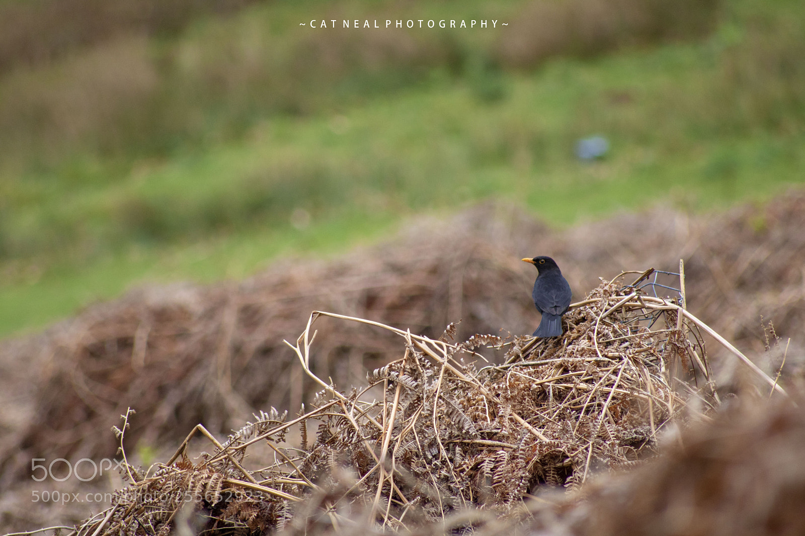 Canon EOS 750D (EOS Rebel T6i / EOS Kiss X8i) sample photo. Blackbird photography