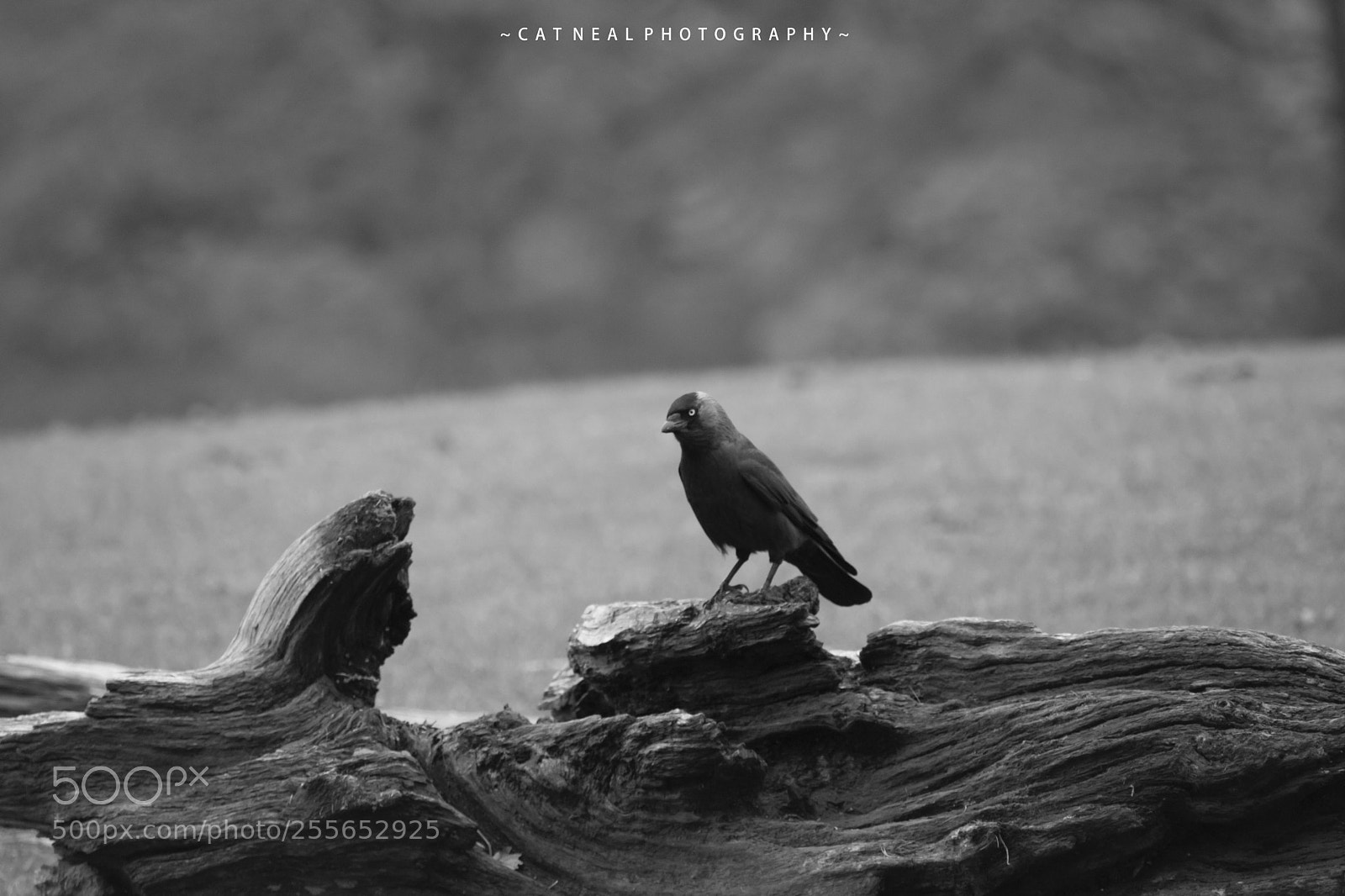 Canon EOS 750D (EOS Rebel T6i / EOS Kiss X8i) sample photo. B&w jackdaw photography