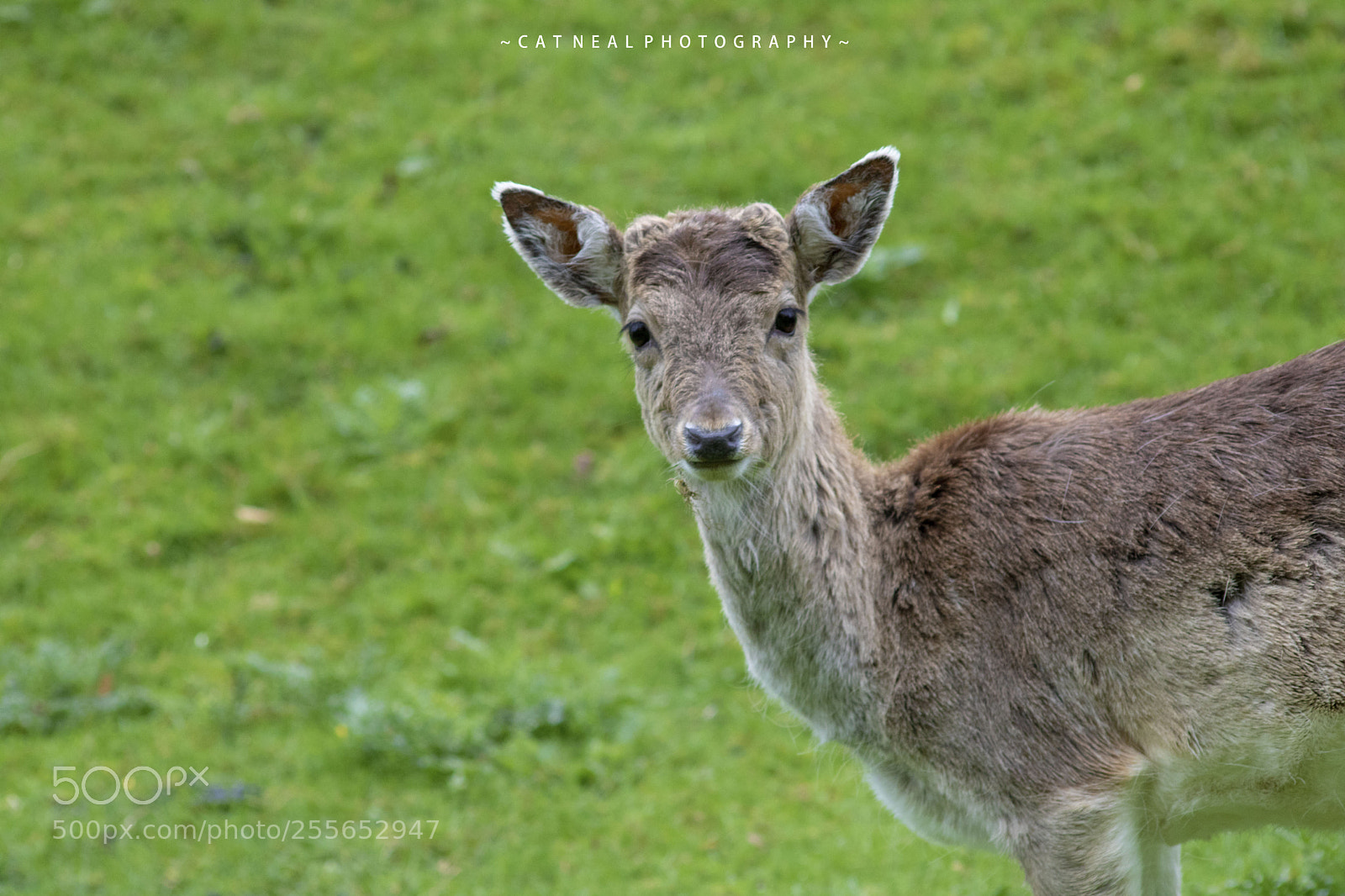 Canon EOS 750D (EOS Rebel T6i / EOS Kiss X8i) sample photo. Deer photography