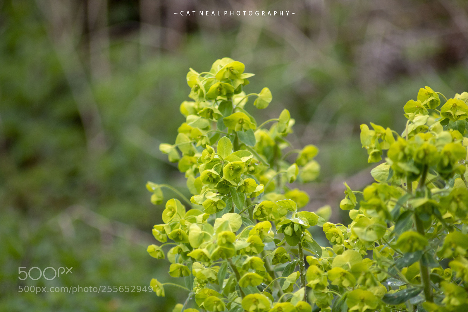 Canon EOS 750D (EOS Rebel T6i / EOS Kiss X8i) sample photo. Bush photography