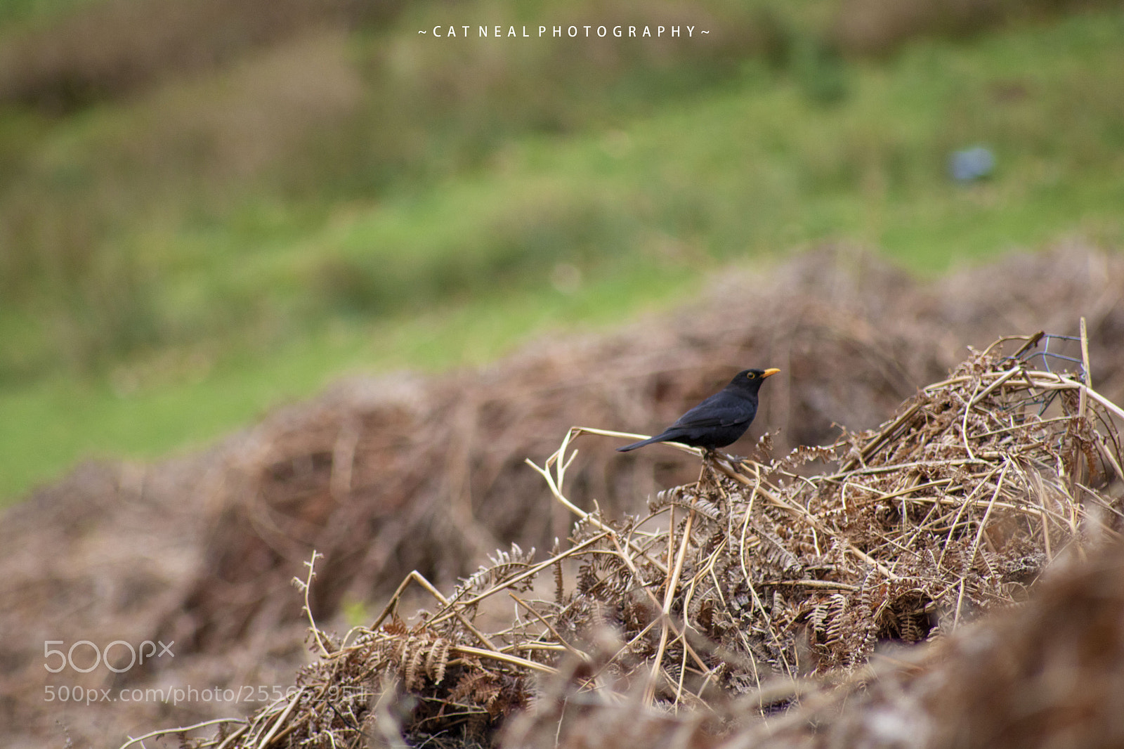 Canon EOS 750D (EOS Rebel T6i / EOS Kiss X8i) sample photo. Blackbird photography