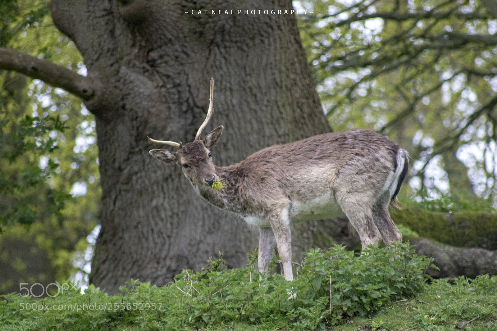 Canon EOS 750D (EOS Rebel T6i / EOS Kiss X8i) sample photo. Deer eating photography