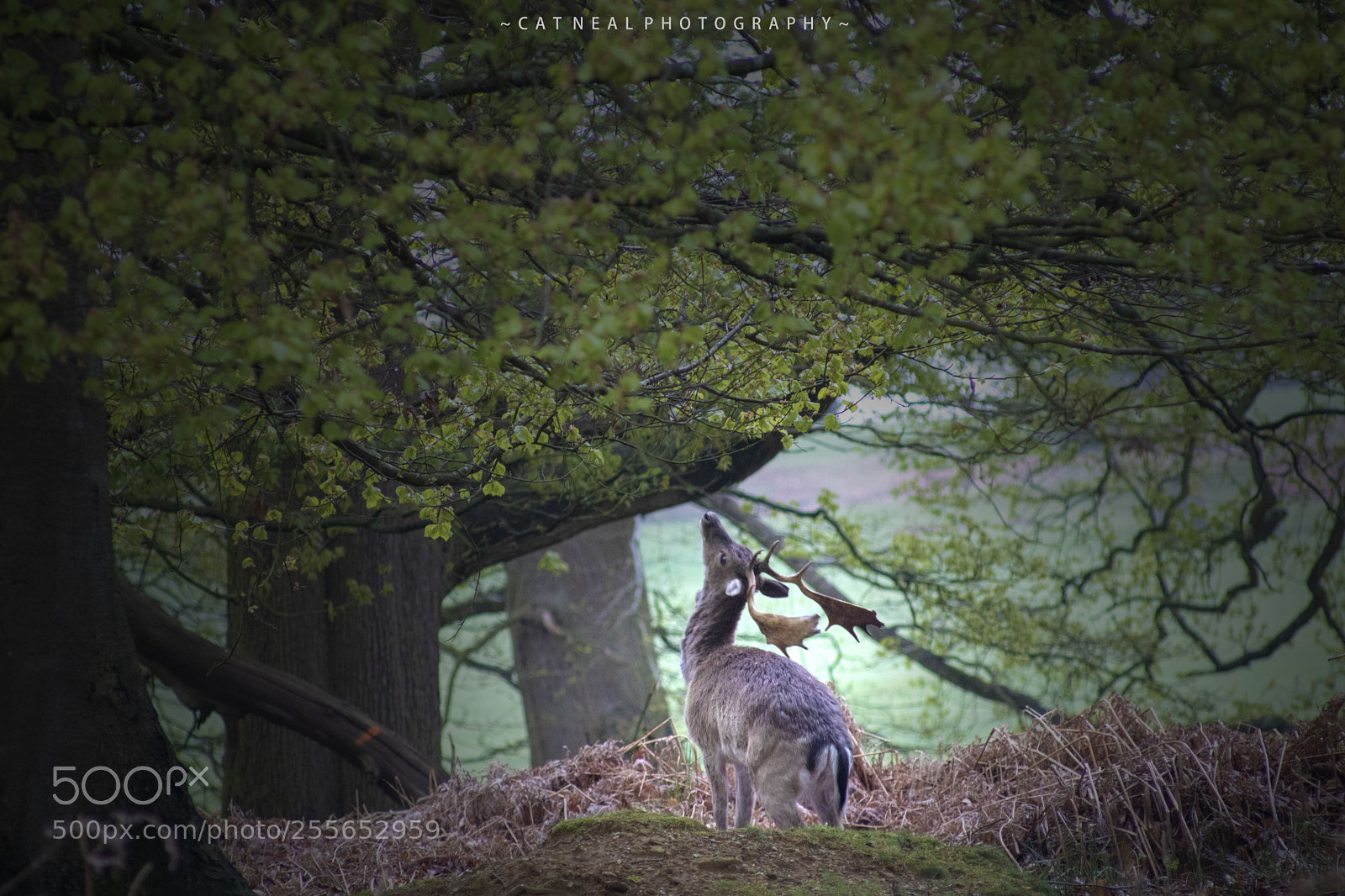Canon EOS 750D (EOS Rebel T6i / EOS Kiss X8i) sample photo. Deer light photography