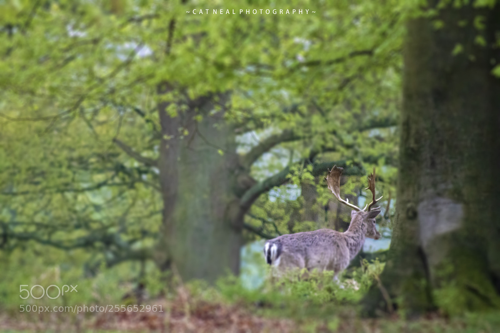Canon EOS 750D (EOS Rebel T6i / EOS Kiss X8i) sample photo. Deer walking away photography