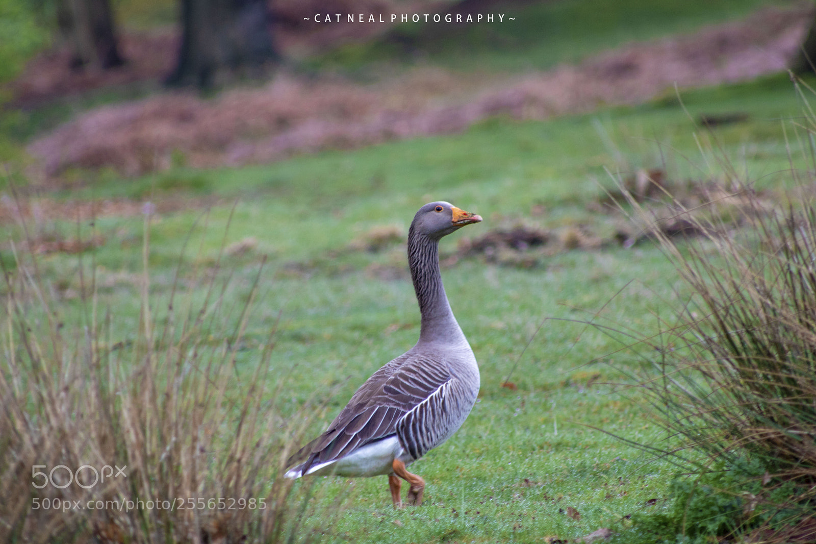 Canon EOS 750D (EOS Rebel T6i / EOS Kiss X8i) sample photo. Goose photography