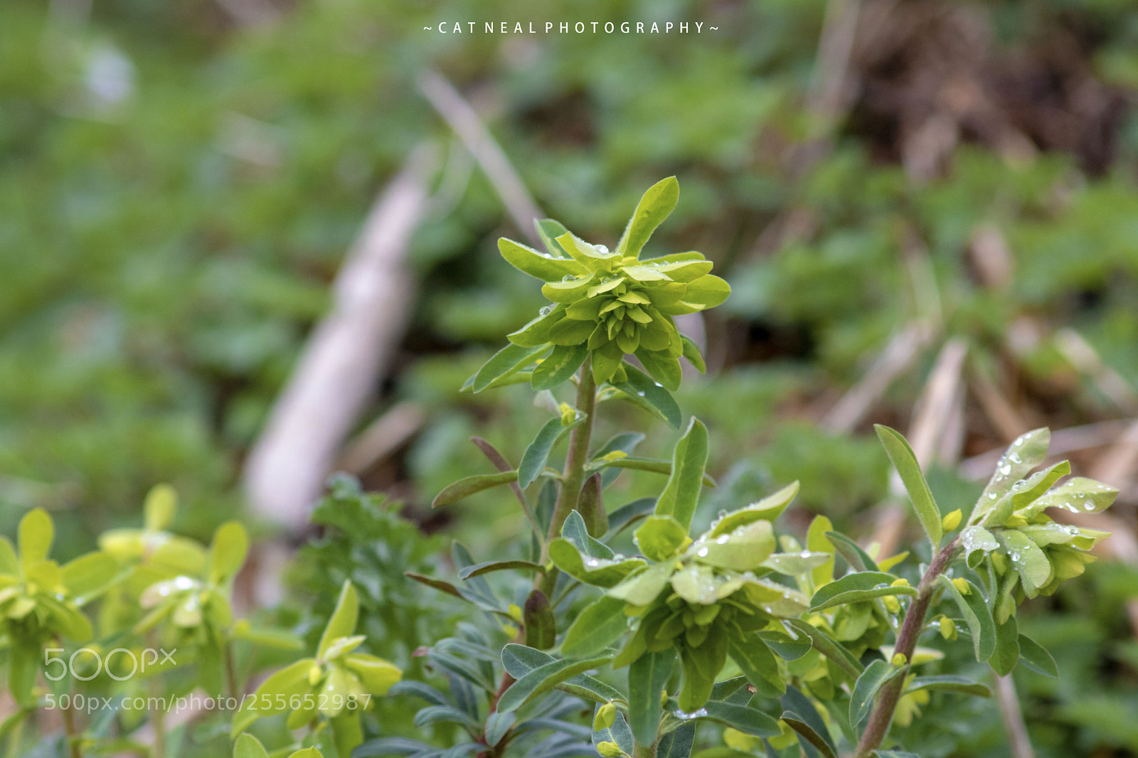 Canon EOS 750D (EOS Rebel T6i / EOS Kiss X8i) sample photo. Grass photography