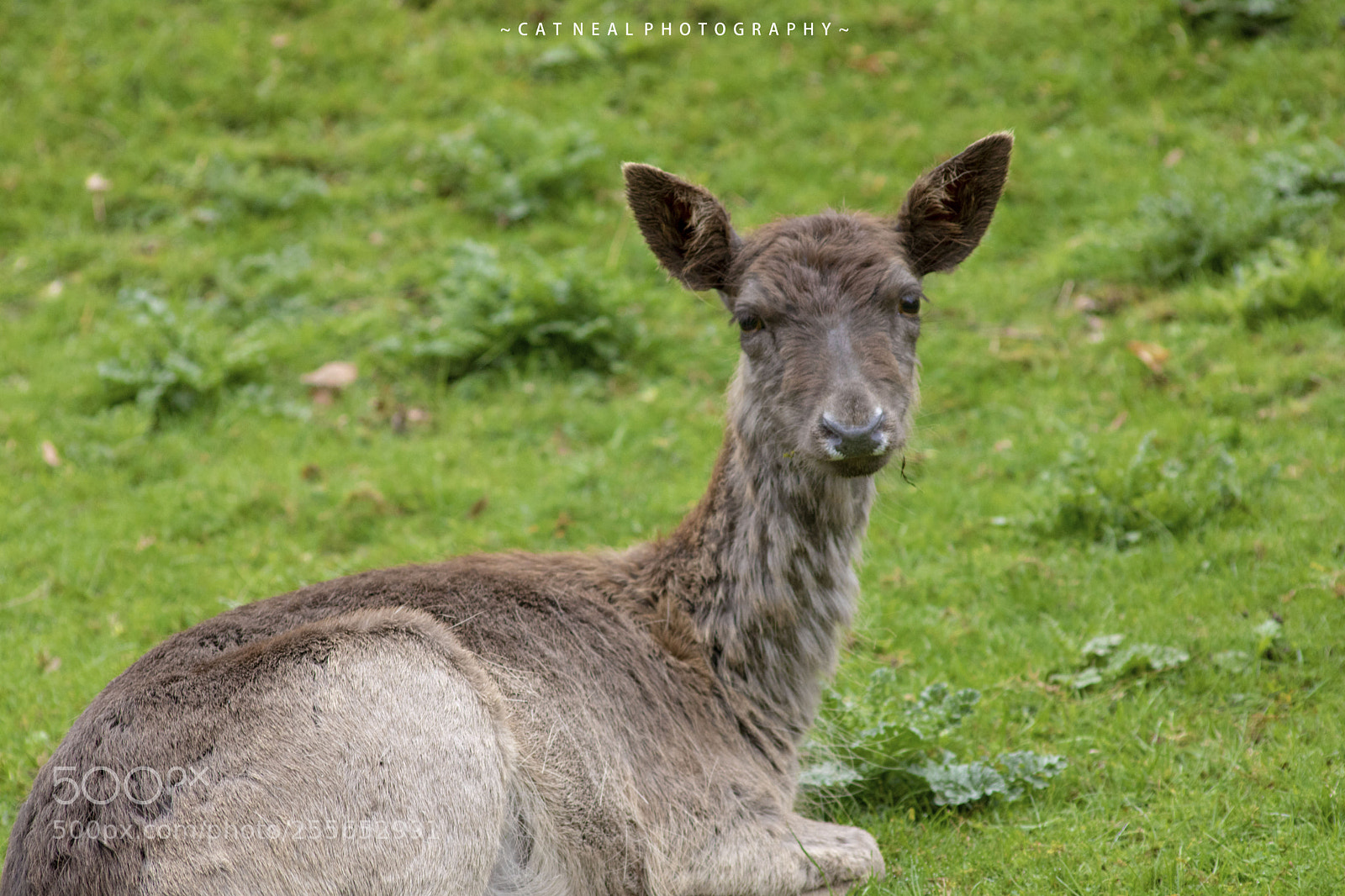Canon EOS 750D (EOS Rebel T6i / EOS Kiss X8i) sample photo. Deer photography