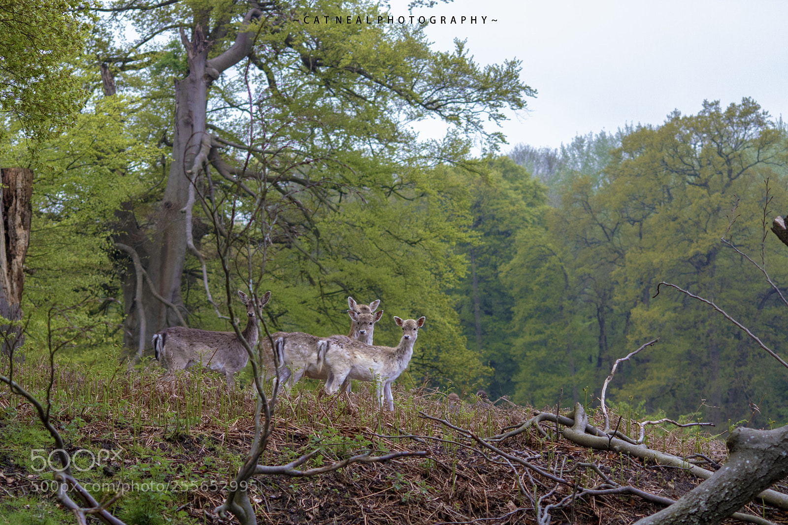 Canon EOS 750D (EOS Rebel T6i / EOS Kiss X8i) sample photo. Herd photography