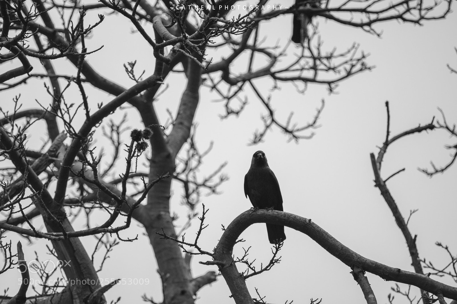 Canon EOS 750D (EOS Rebel T6i / EOS Kiss X8i) sample photo. Jackdaw above photography