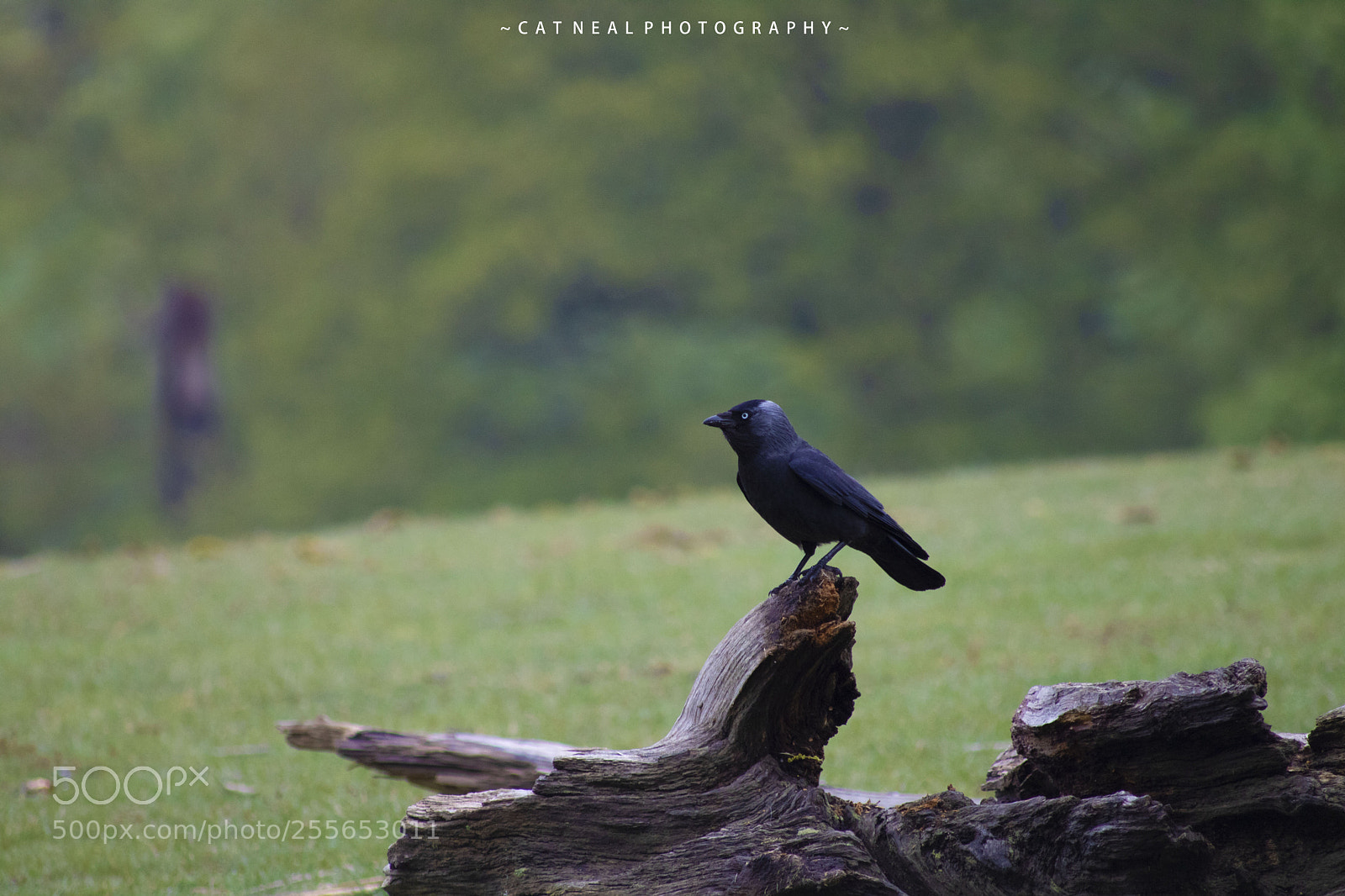 Canon EOS 750D (EOS Rebel T6i / EOS Kiss X8i) sample photo. Jackdaw photography