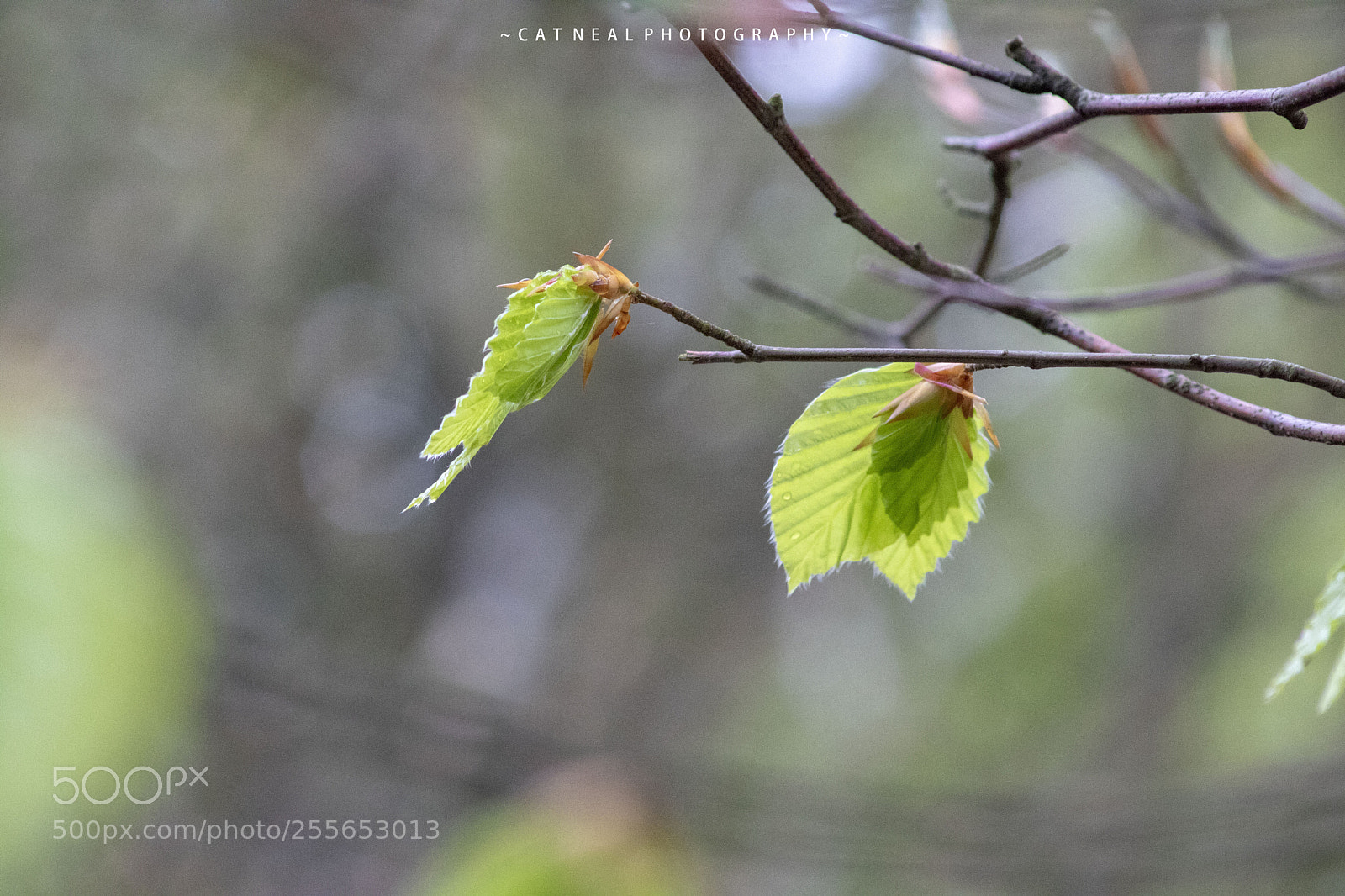 Canon EOS 750D (EOS Rebel T6i / EOS Kiss X8i) sample photo. Leaf photography