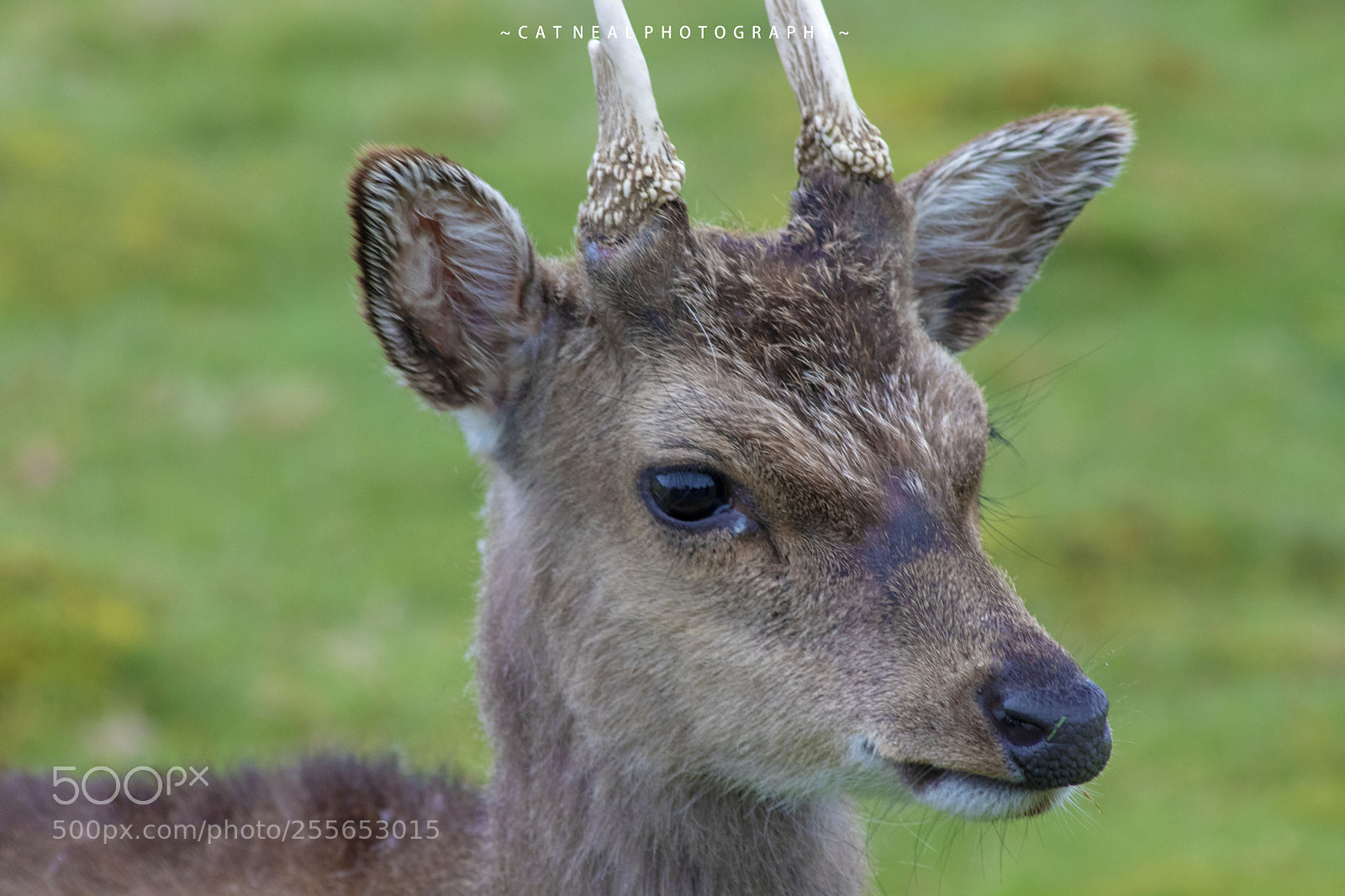 Canon EOS 750D (EOS Rebel T6i / EOS Kiss X8i) sample photo. Lil deer photography