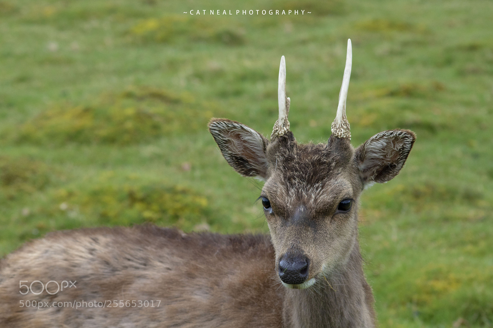 Canon EOS 750D (EOS Rebel T6i / EOS Kiss X8i) sample photo. Lil deer photography
