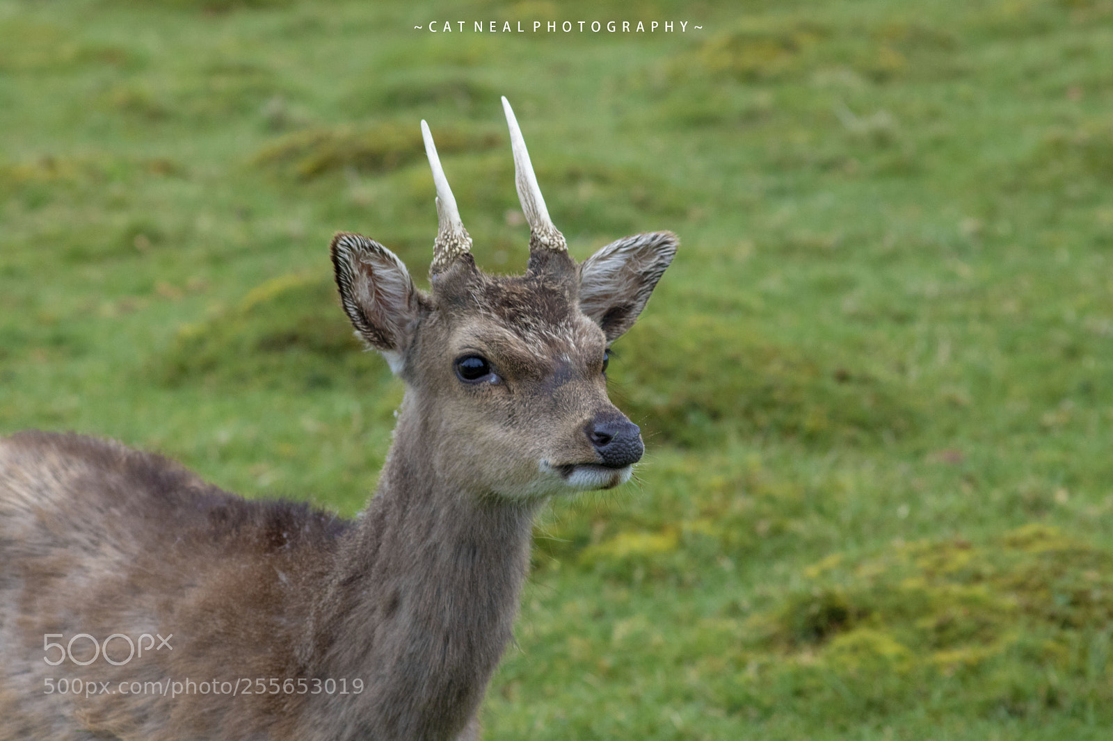 Canon EOS 750D (EOS Rebel T6i / EOS Kiss X8i) sample photo. Lil deer photography