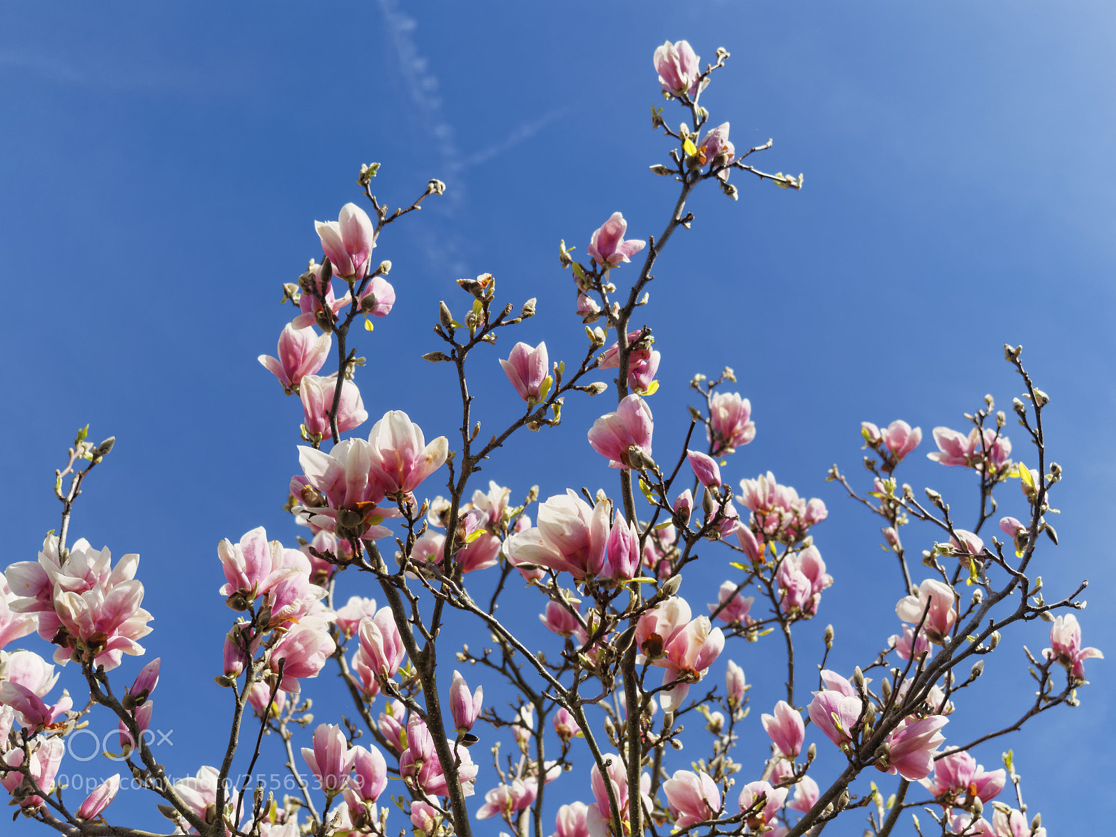 Olympus OM-D E-M1 sample photo. Spring in full bloom photography