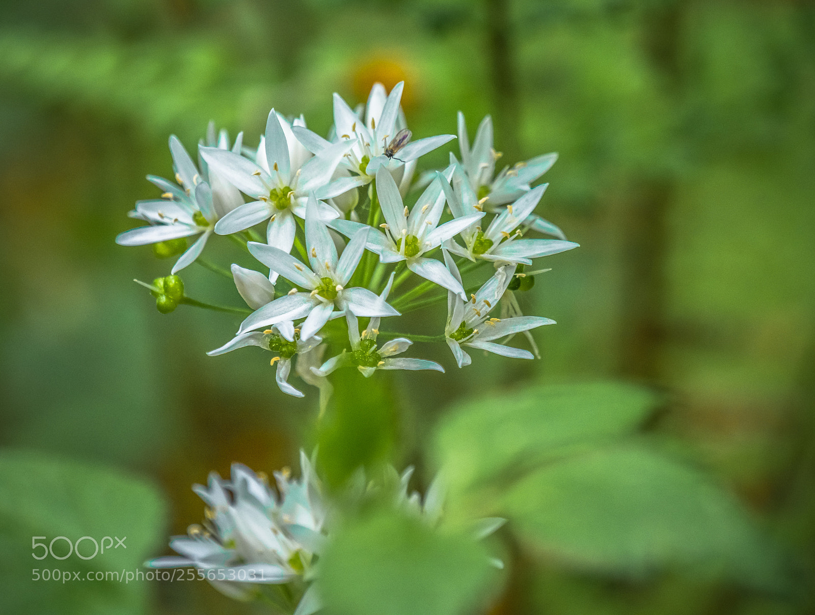 Panasonic Lumix DMC-GX8 sample photo. Ramsons blossom photography