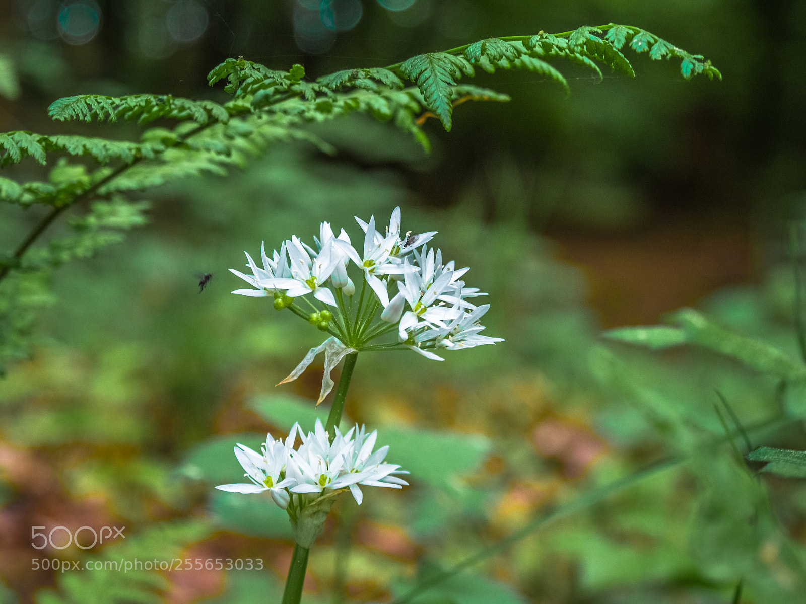 Panasonic Lumix DMC-GX8 sample photo. Ramsons blossom photography