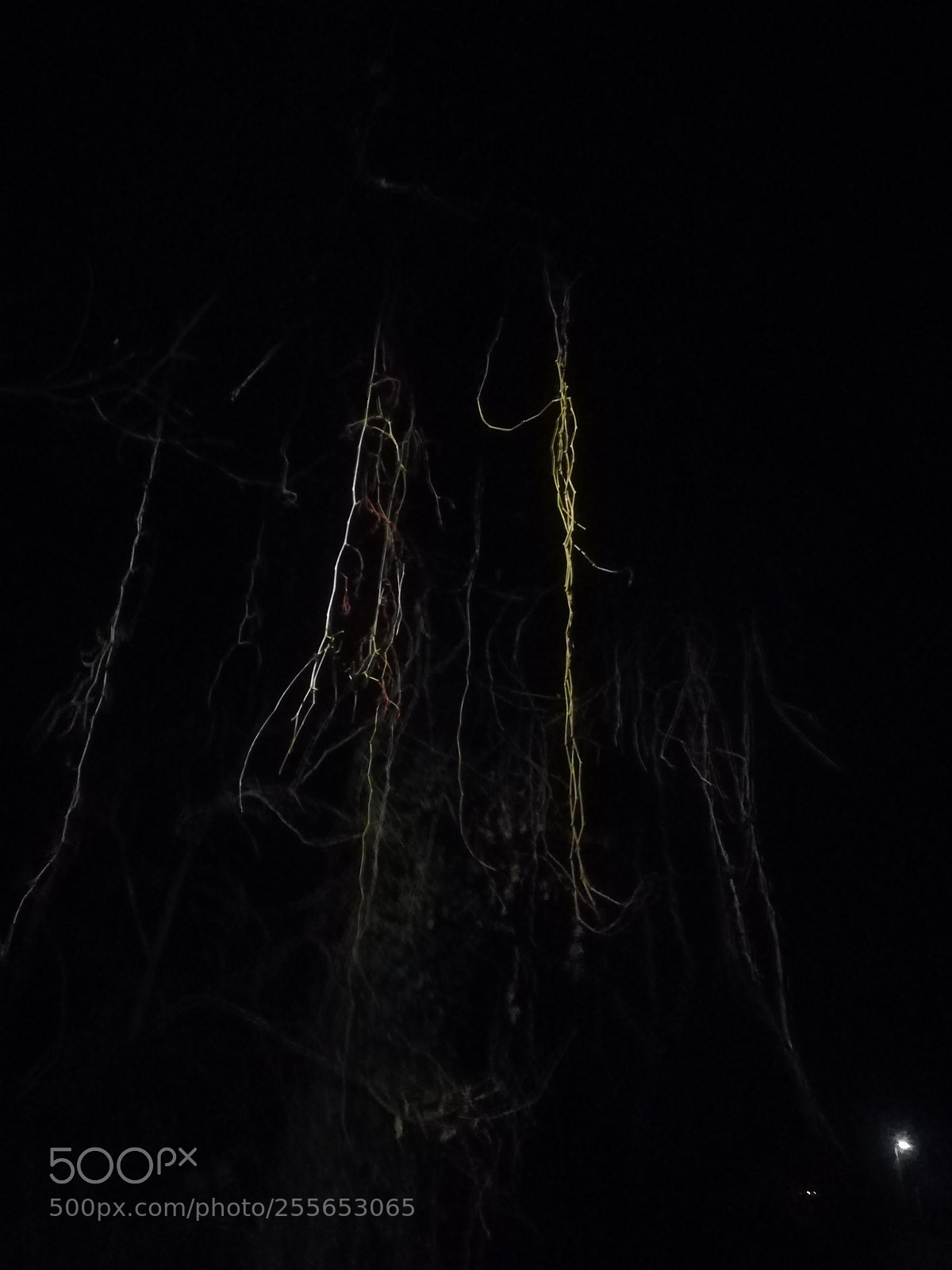 HUAWEI PRA-LX1 sample photo. Enchanted forest photography