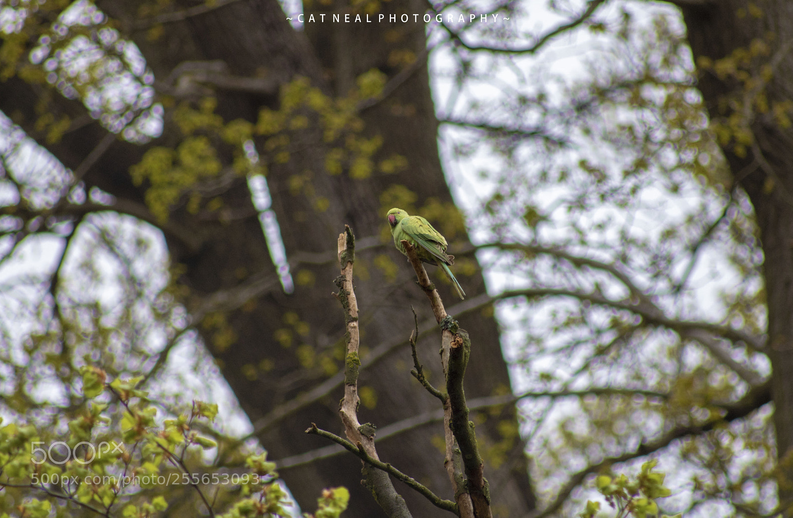 Canon EOS 750D (EOS Rebel T6i / EOS Kiss X8i) sample photo. Ringneck photography