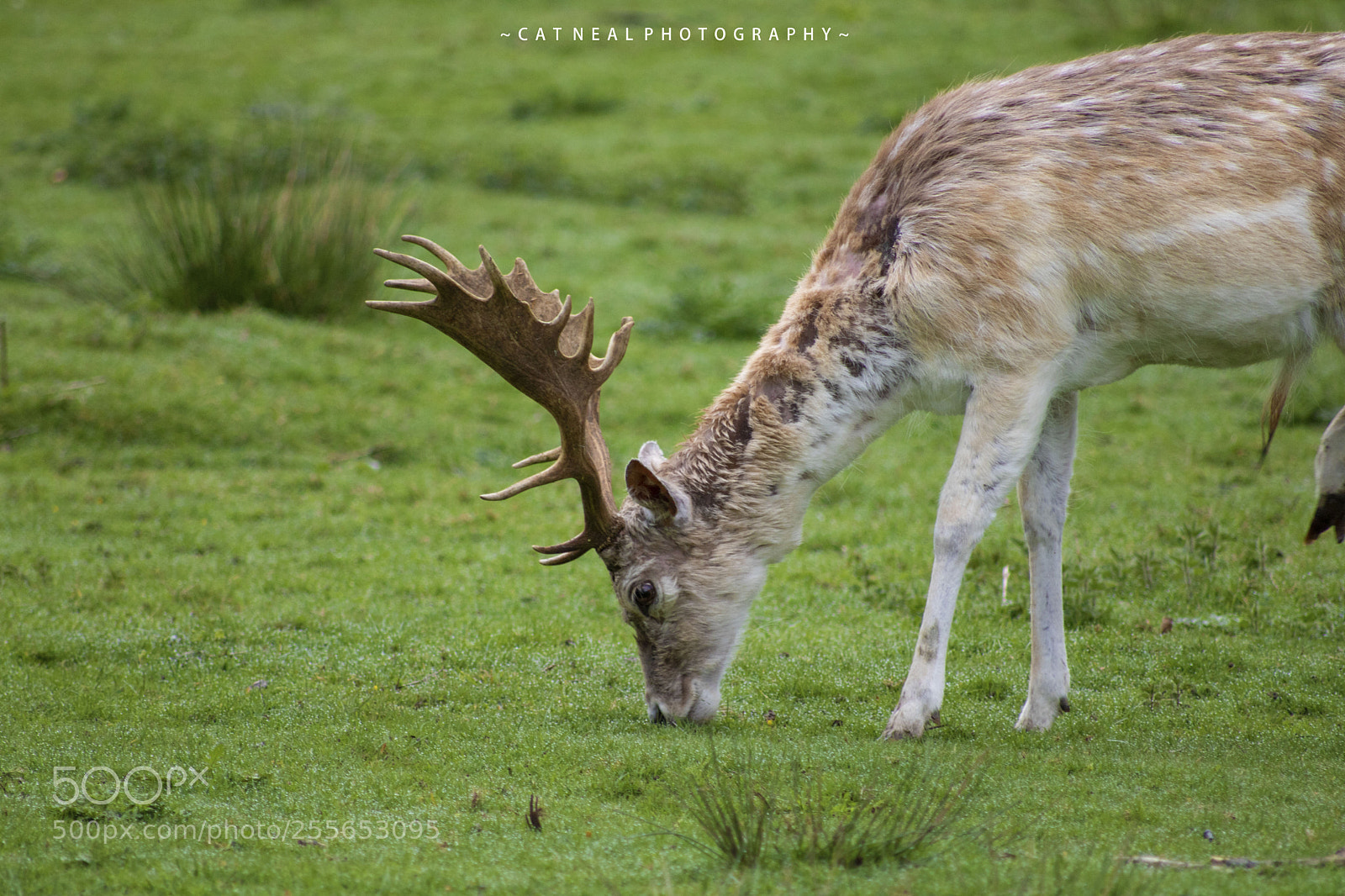 Canon EOS 750D (EOS Rebel T6i / EOS Kiss X8i) sample photo. Stag eating photography