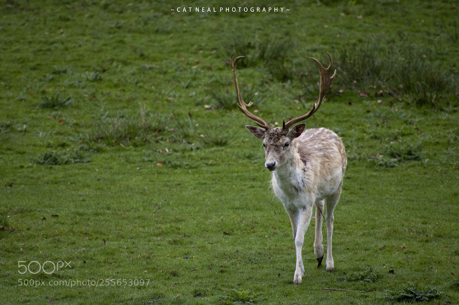Canon EOS 750D (EOS Rebel T6i / EOS Kiss X8i) sample photo. Stag walking photography