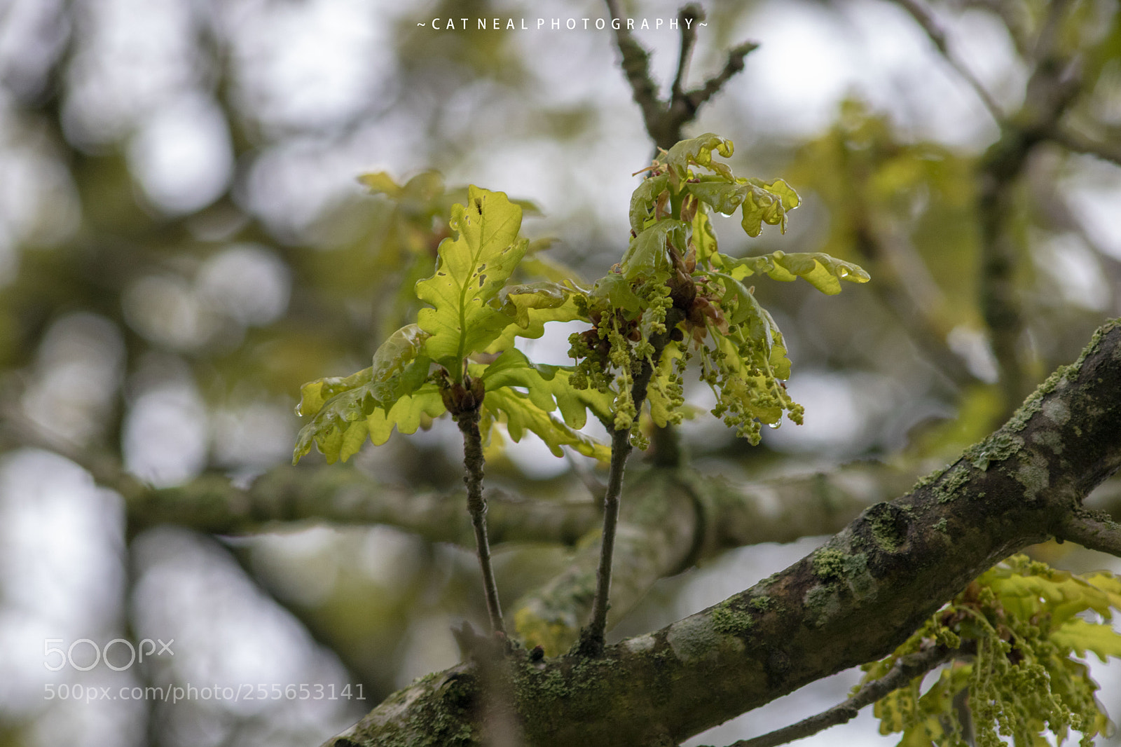 Canon EOS 750D (EOS Rebel T6i / EOS Kiss X8i) sample photo. Tree photography