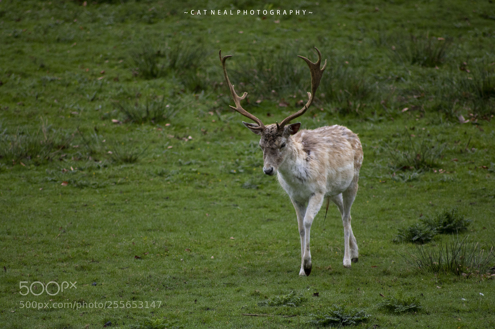 Canon EOS 750D (EOS Rebel T6i / EOS Kiss X8i) sample photo. Stag walking photography
