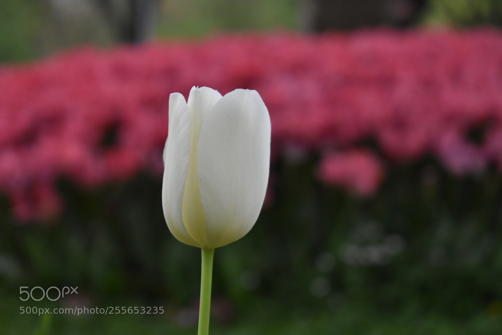 Nikon D5600 sample photo. Untitled photography