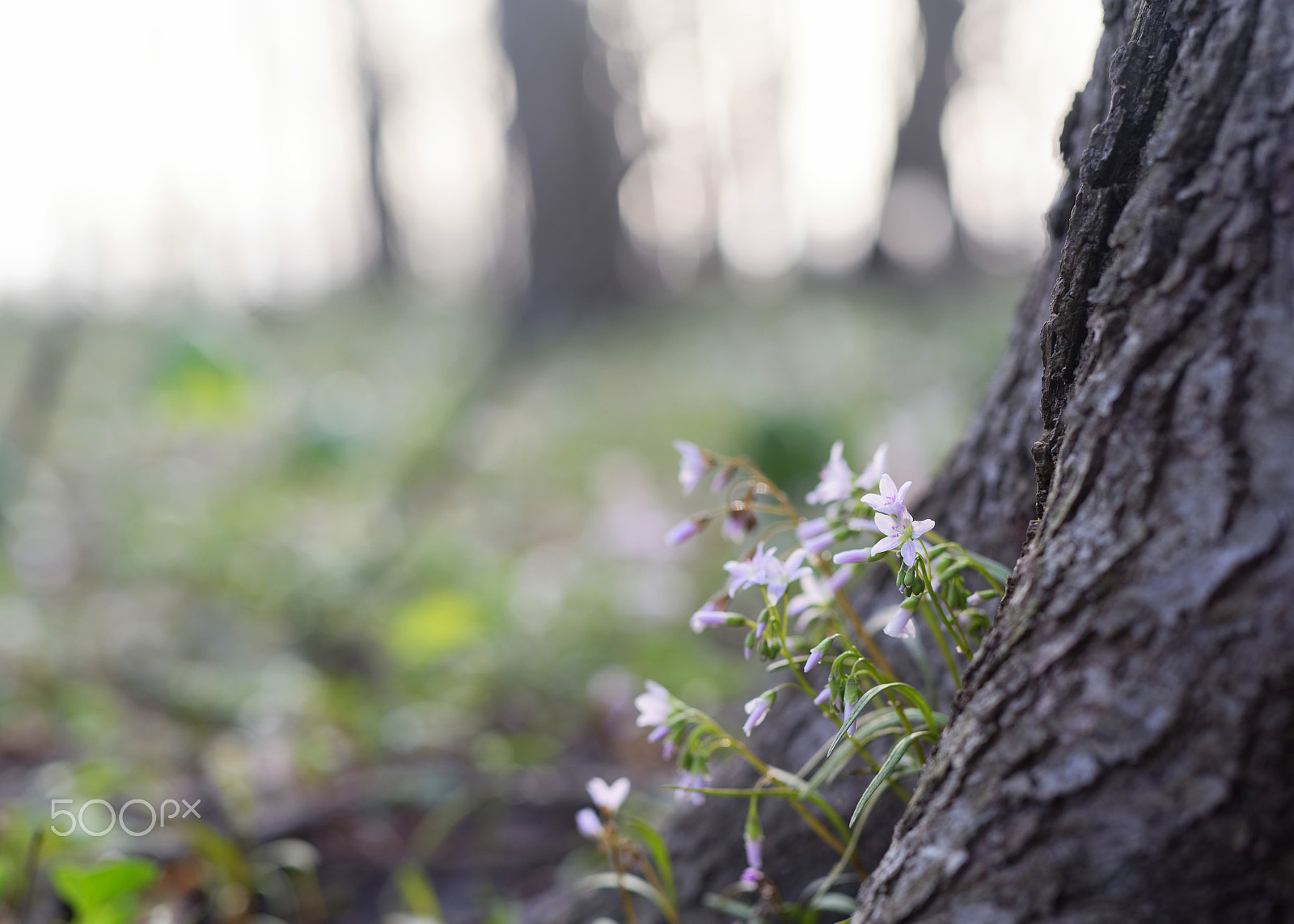 Nikon D750 sample photo. Spring beauties (claytonia) april 2018 photography