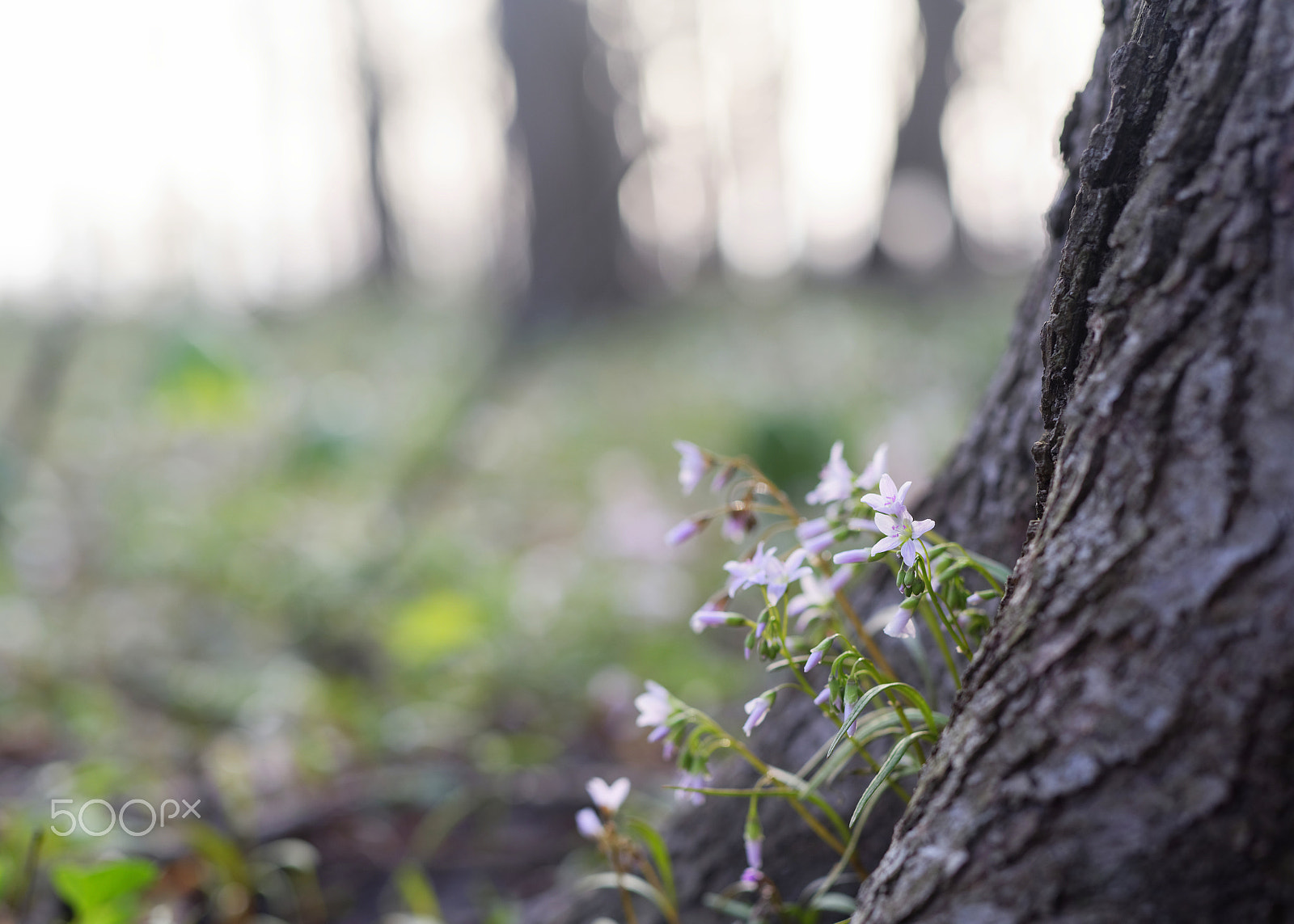 Sigma 50mm F1.4 DG HSM Art sample photo. Spring beauties (claytonia) april 2018 photography