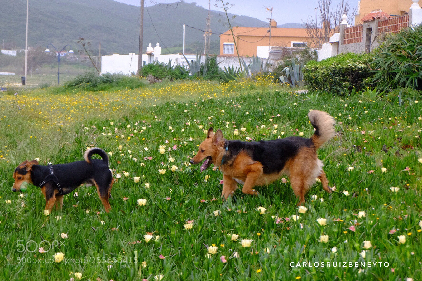 Fujifilm X-T10 sample photo. Woody y su amiga  photography
