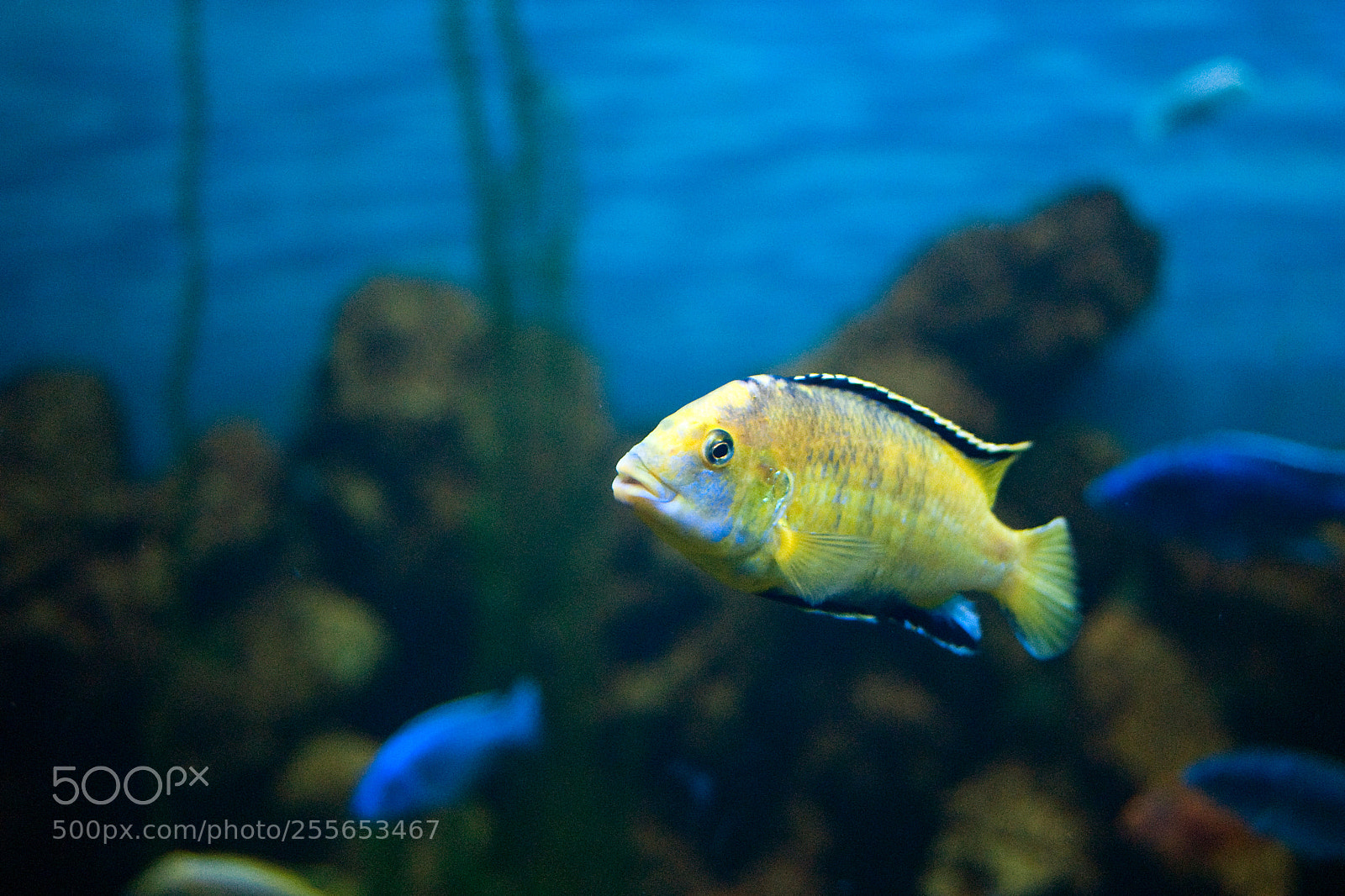 Sony Alpha DSLR-A200 sample photo. Yellow aquarium fish photography