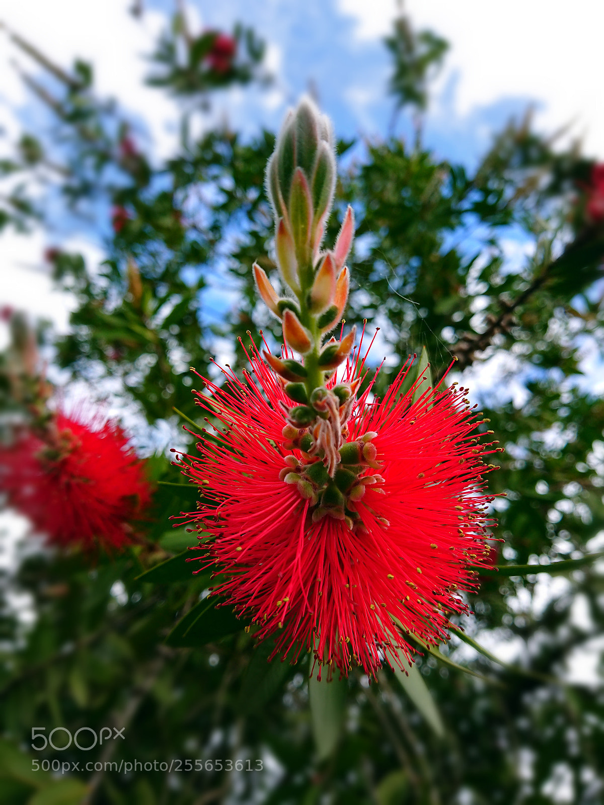 Sony Xperia XZ Premium sample photo. Untitled photography