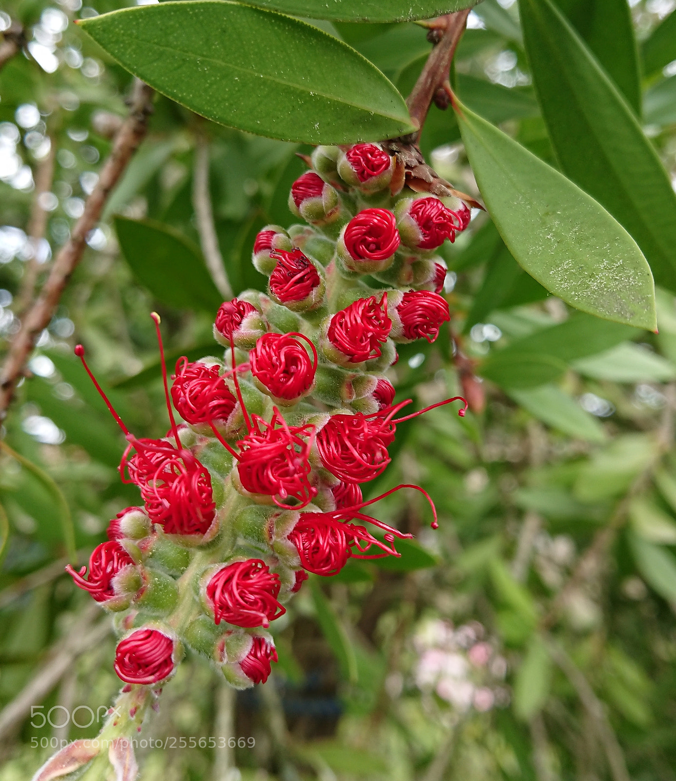 Sony Xperia XZ Premium sample photo. Untitled photography