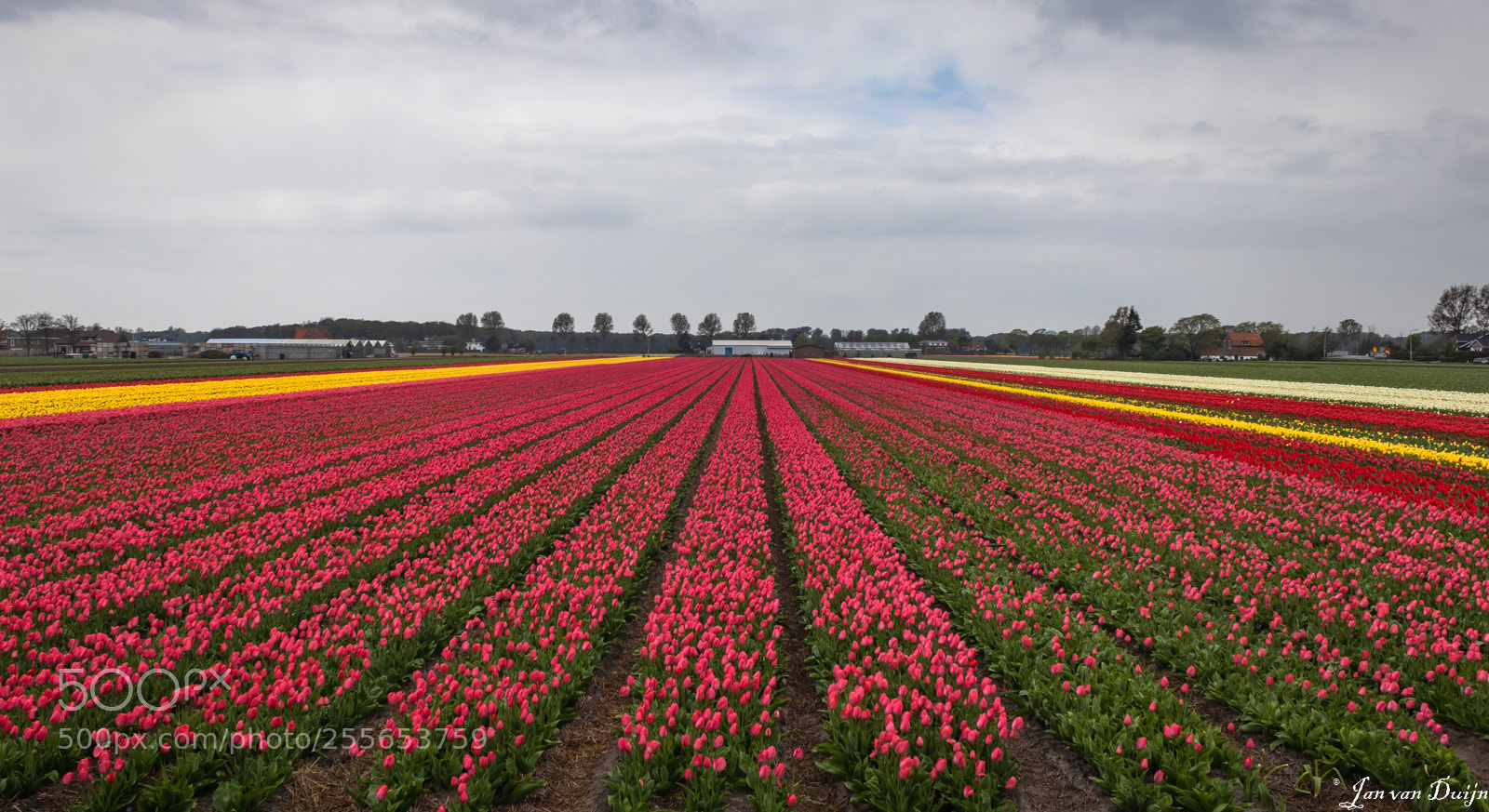 Canon EOS 80D sample photo. Tulpenvelden photography