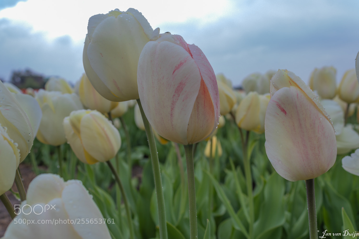 Canon EOS 80D sample photo. Tulpen photography
