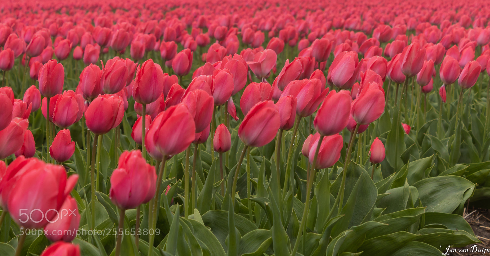 Canon EOS 80D sample photo. Tulpenvelden photography