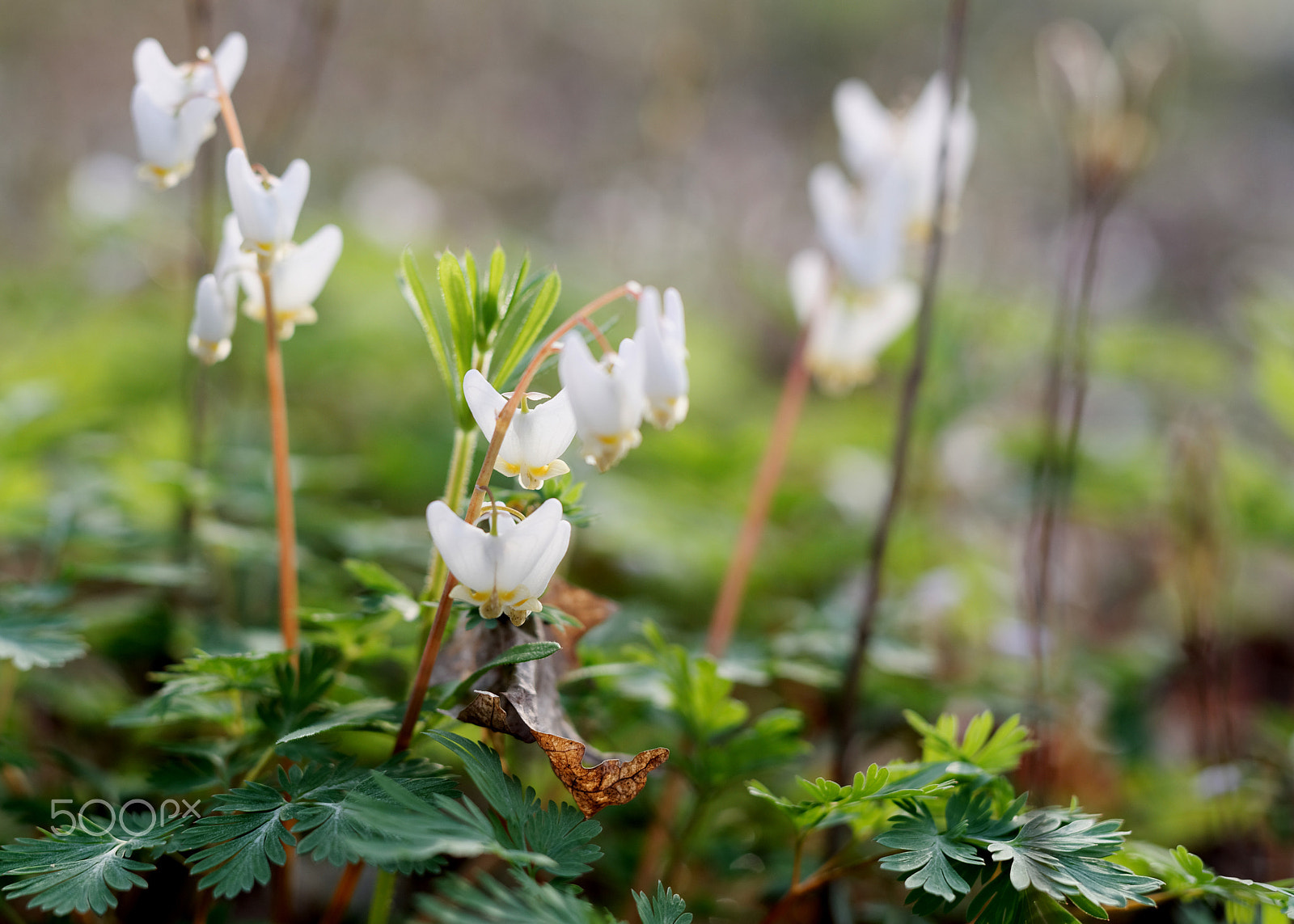 Sigma 50mm F1.4 DG HSM Art sample photo. Dutchman's breeches wildflower photography