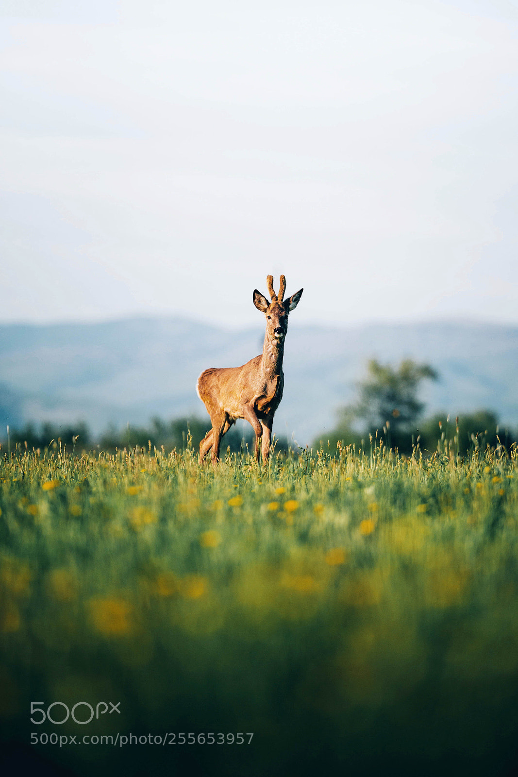 Canon EOS 6D sample photo. Deer portrait photography