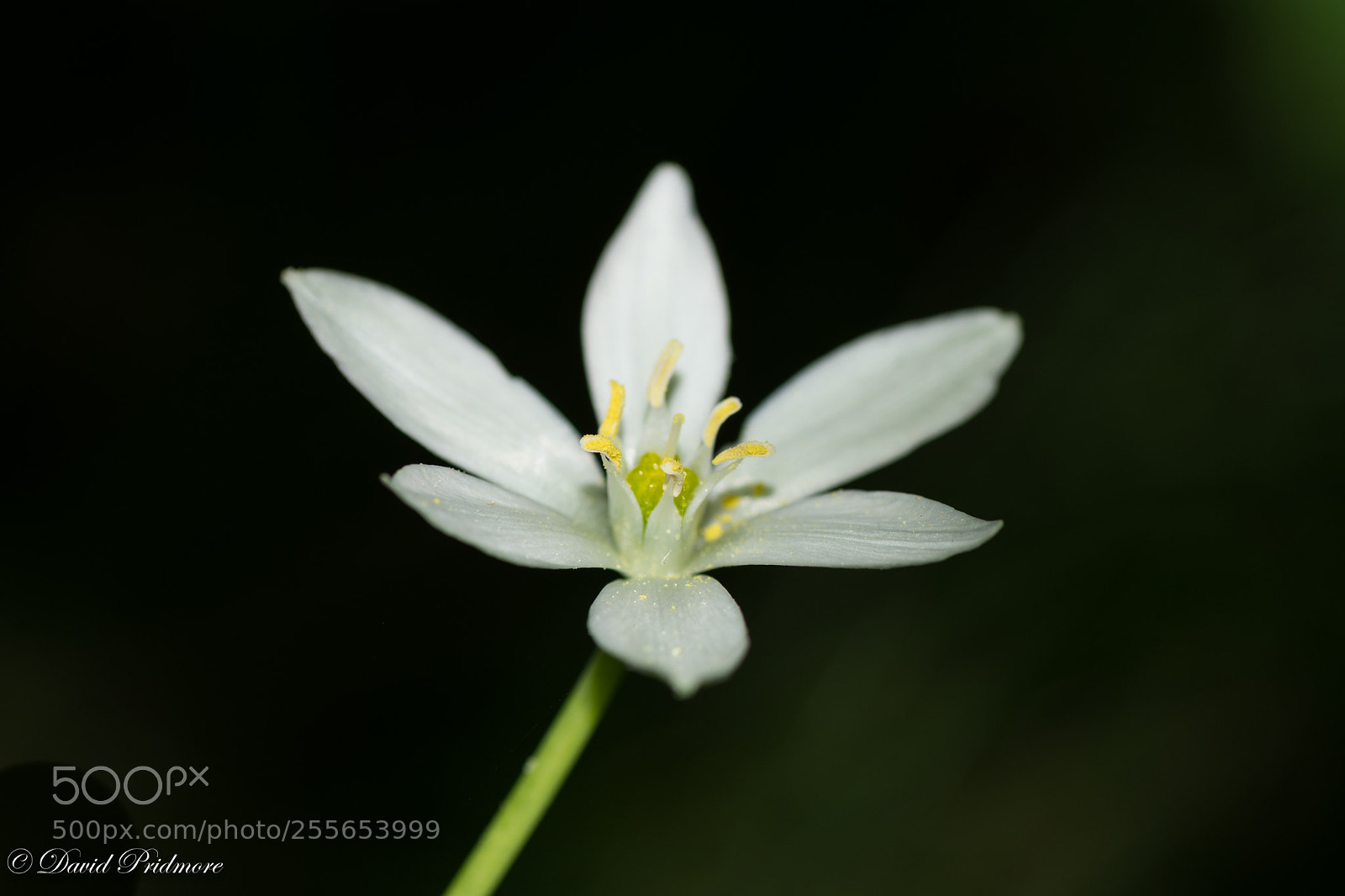 Nikon D7200 sample photo. White photography