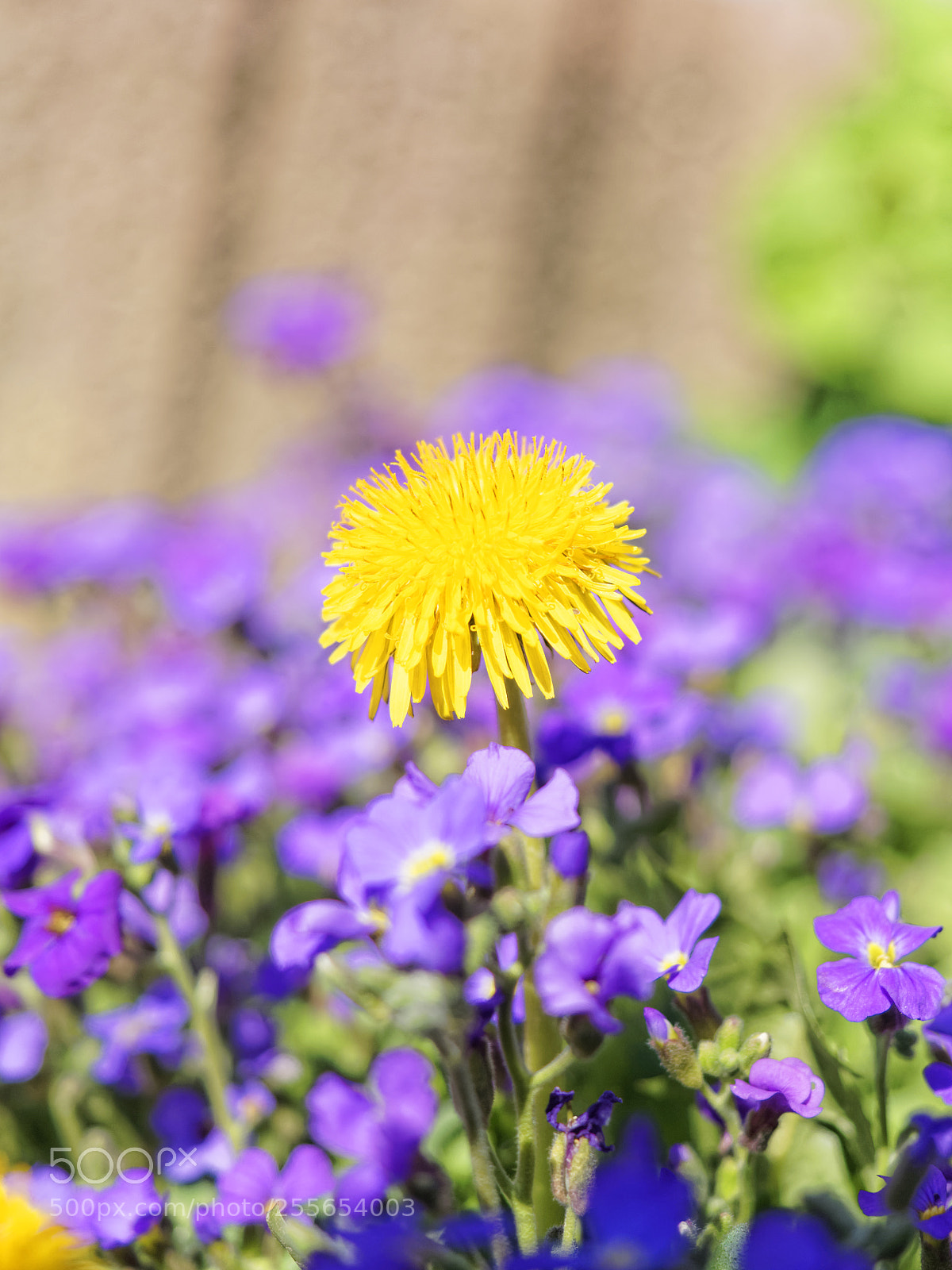 Olympus OM-D E-M1 sample photo. The odd one photography