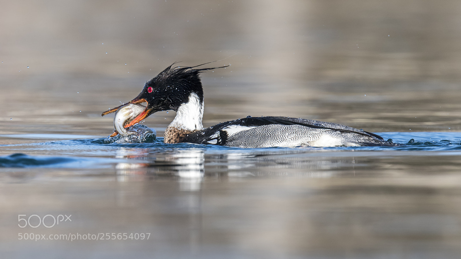 Nikon D850 sample photo. Red-breasted merganser photography