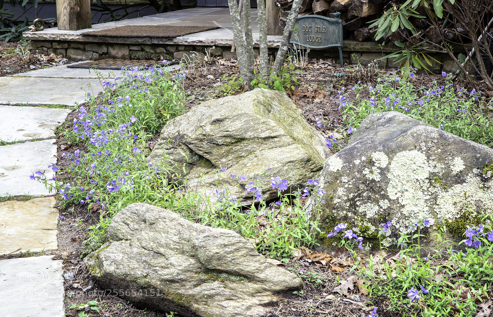 Sony a7R II sample photo. Blue ridge phlox photography