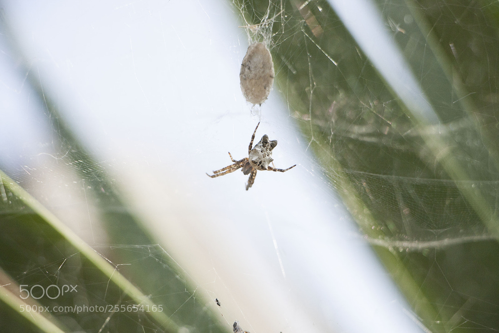 Canon EOS 40D sample photo. Spider photography