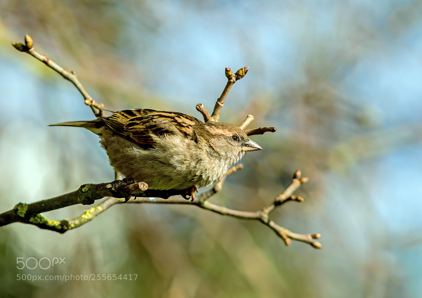 Canon EOS 7D Mark II sample photo. The common sparrow photography