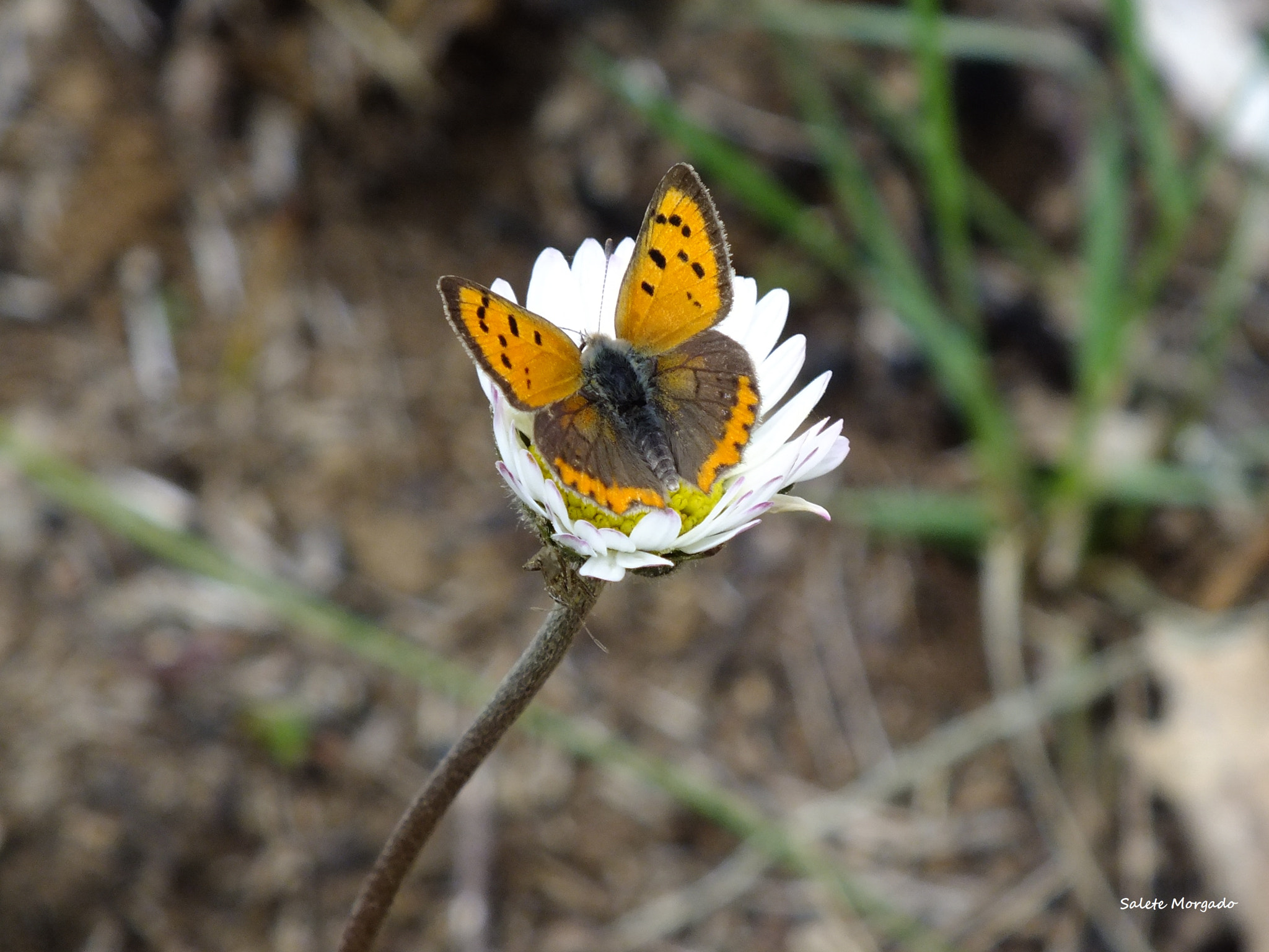 Fujifilm FinePix HS30EXR sample photo. Borboleta  lycaena phlaeas photography