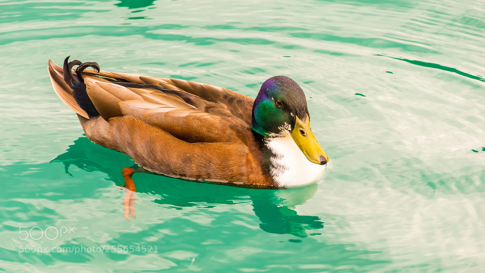 Canon EOS 60D sample photo. Swimming mallard photography