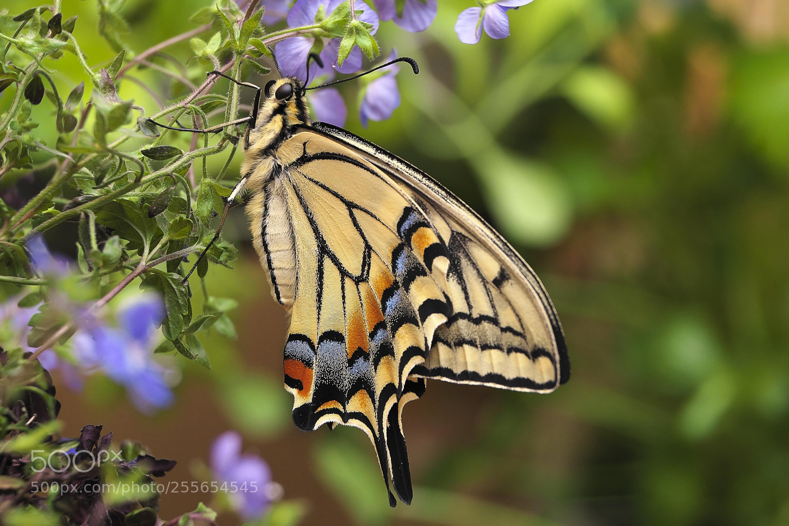 Fujifilm X-Pro2 sample photo. Papilio machaon photography